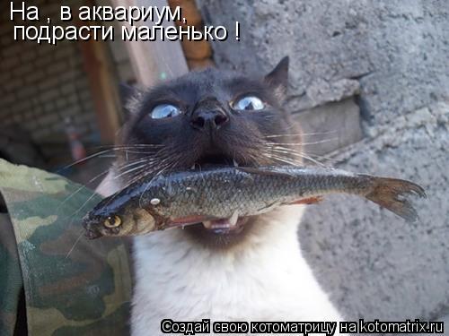 На , в аквариум, подрасти маленько !... Котоматрица: На , в аквариум, подрасти маленько !