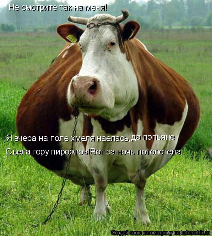Не смотрите так на меня! Я вчера на поле хмеля наелась, да попьяне Съела гору пирожков!Вот за ночь по... Котоматрица: Не смотрите так на меня! Я вчера на поле хмеля наелась, да попьяне Съела гору пирожков!Вот за ночь потолстела..