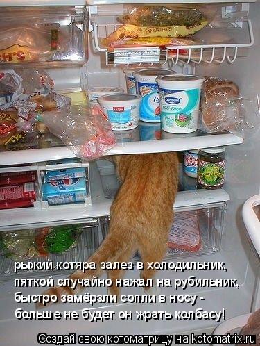 рыжий котяра залез в холодильник, пяткой случайно нажал на рубильник, быстро замёрзли сопли в носу - ... Котоматрица: рыжий котяра залез в холодильник, пяткой случайно нажал на рубильник, быстро замёрзли сопли в носу - больше не будет он жрать колбасу!