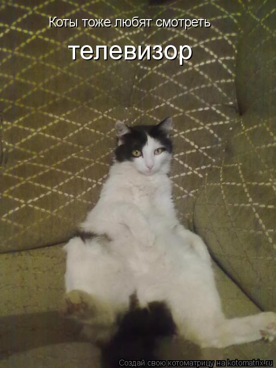 Коты тоже любят смотреть телевизор... Котоматрица: Коты тоже любят смотреть телевизор