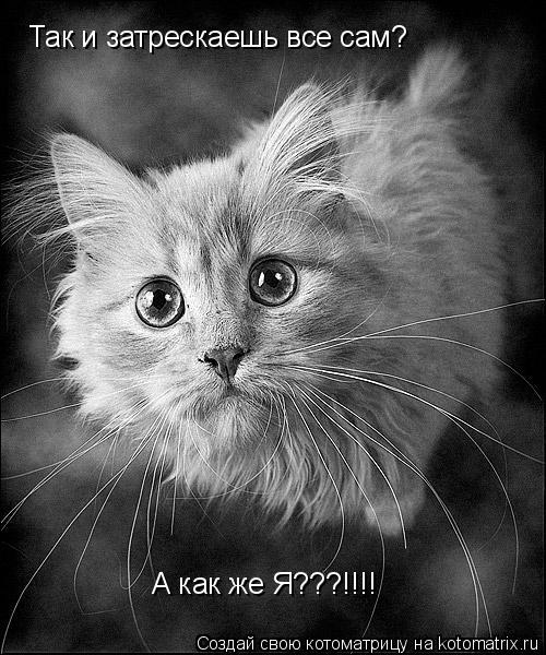Так и затрескаешь все сам? А как же Я???!!!!... Котоматрица: Так и затрескаешь все сам? А как же Я???!!!!