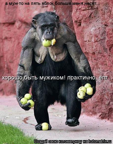 а муж-то на пять яблок больше меня несёт... хорошо быть мужиком! практично, ёпт...... Котоматрица: а муж-то на пять яблок больше меня несёт... хорошо быть мужиком! практично, ёпт...