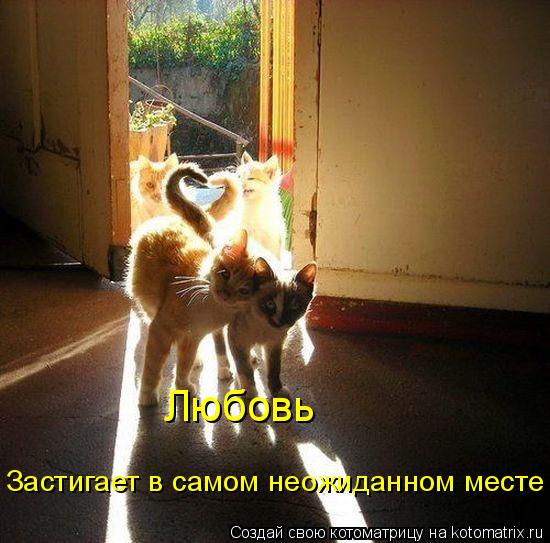 Любовь Застигает в самом неожиданном месте... Котоматрица: Любовь Застигает в самом неожиданном месте