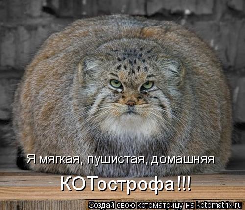 Я мягкая, пушистая, домашняя КОТострофа!!!... Котоматрица: Я мягкая, пушистая, домашняя КОТострофа!!!