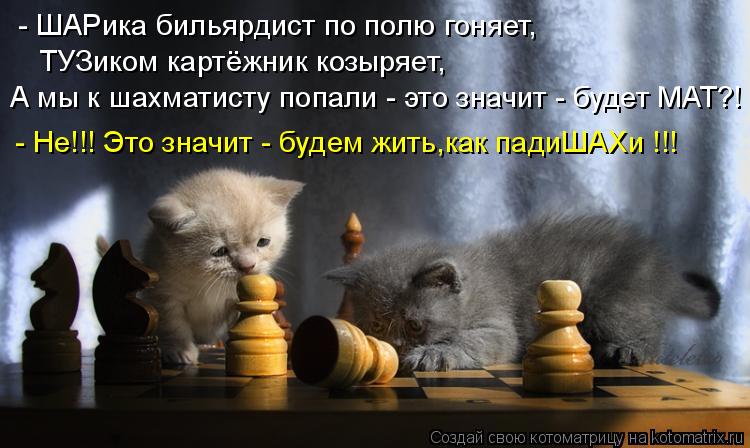 - ШАРика бильярдист по полю гоняет, ТУЗиком картёжник козыряет, А мы к шахматисту попали - это значит... Котоматрица: - ШАРика бильярдист по полю гоняет, ТУЗиком картёжник козыряет, А мы к шахматисту попали - это значит - будет МАТ?! - Не!!! Это значит - будем жит