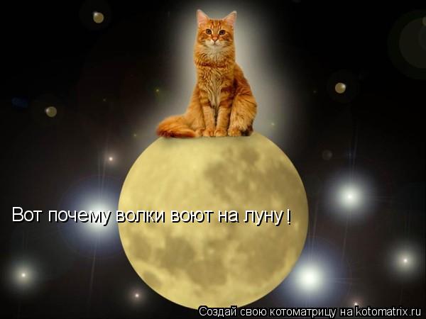Вот почему волки воют на луну !... Котоматрица: Вот почему волки воют на луну !
