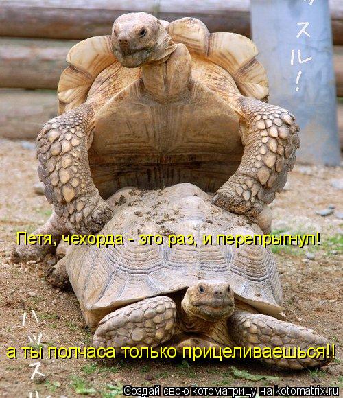 Петя, чехорда - это раз, и перепрыгнул! а ты полчаса только прицеливаешься!!... Котоматрица: Петя, чехорда - это раз, и перепрыгнул! а ты полчаса только прицеливаешься!!