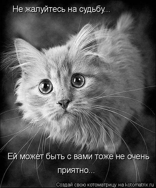 Не жалуйтесь на судьбу... Ей может быть с вами тоже не очень приятно...... Котоматрица: Не жалуйтесь на судьбу... Ей может быть с вами тоже не очень приятно...