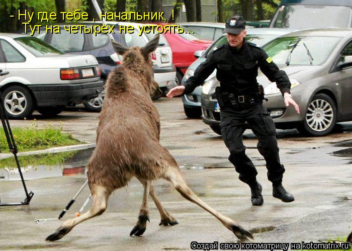 - Ну где тебе , начальник, ! Тут на четырёх не устоять...... Котоматрица: - Ну где тебе , начальник, ! Тут на четырёх не устоять...