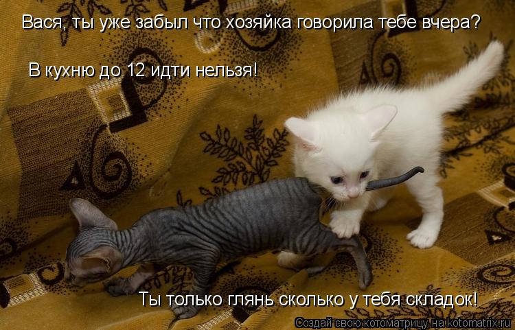 Вася, ты уже забыл что хозяйка говорила тебе вчера? Ты только глянь сколько у тебя складок! В кухню д... Котоматрица: Вася, ты уже забыл что хозяйка говорила тебе вчера? Ты только глянь сколько у тебя складок! В кухню до 12 идти нельзя!