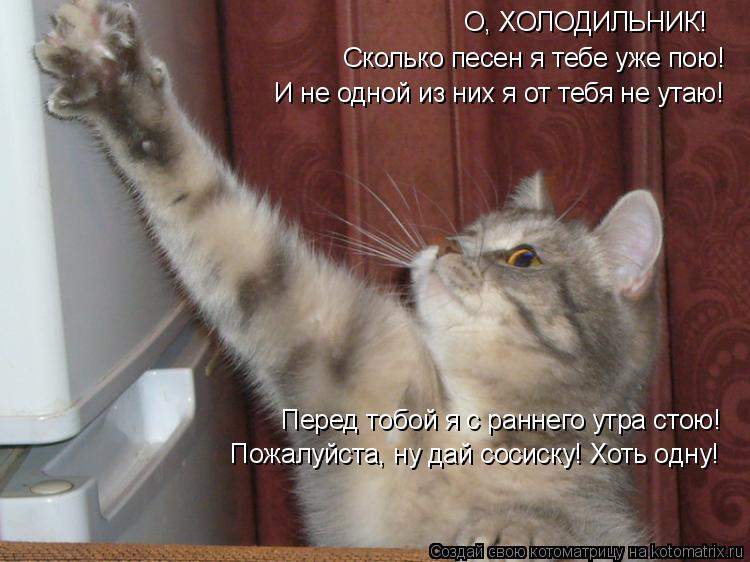 О, ХОЛОДИЛЬНИК! Сколько песен я тебе уже пою! И не одной из них я от тебя не утаю! Перед тобой я с ра... Котоматрица: О, ХОЛОДИЛЬНИК! Сколько песен я тебе уже пою! И не одной из них я от тебя не утаю! Перед тобой я с раннего утра стою! Пожалуйста, ну дай сосиску!