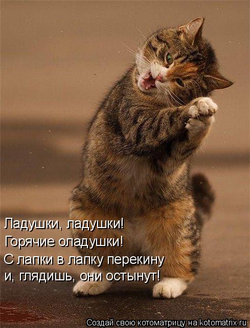 Ладушки, ладушки! Горячие оладушки! С лапки в лапку перекину и, глядишь, они остынут!... Котоматрица: Ладушки, ладушки! Горячие оладушки! С лапки в лапку перекину и, глядишь, они остынут!