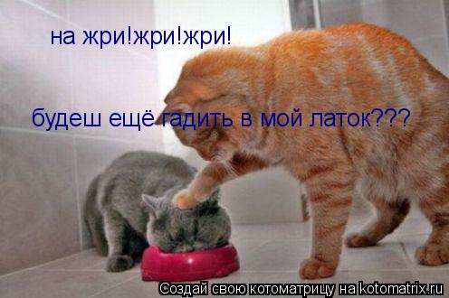 на жри!жри!жри! будеш ещё гадить в мой латок???... Котоматрица: на жри!жри!жри! будеш ещё гадить в мой латок???