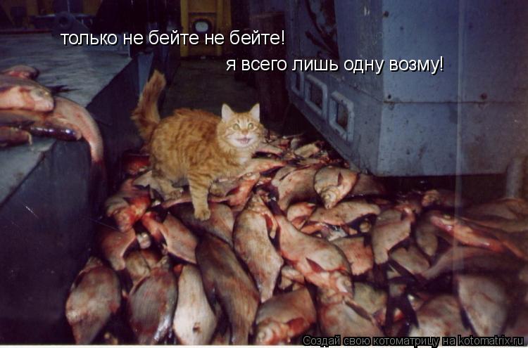 только не бейте не бейте! я всего лишь одну возму!... Котоматрица: только не бейте не бейте! я всего лишь одну возму!