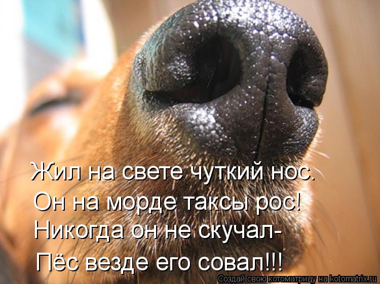 Жил на свете чуткий нос. Он на морде таксы рос! Никогда он не скучал- Пёс везде его совал!!!... Котоматрица: Жил на свете чуткий нос. Он на морде таксы рос! Никогда он не скучал- Пёс везде его совал!!!