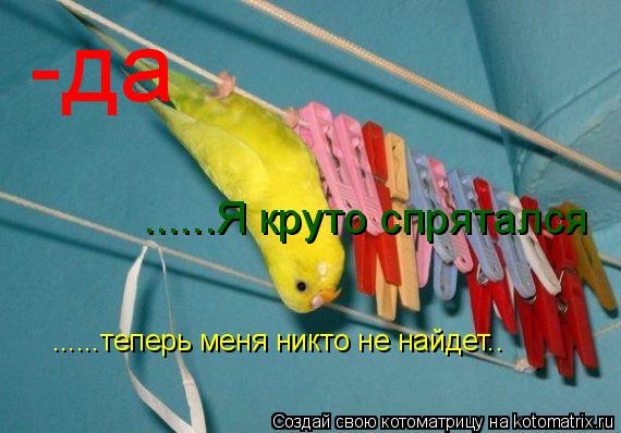 -да ......Я круто спрятался ......теперь меня никто не найдет..... Котоматрица: -да ......Я круто спрятался ......теперь меня никто не найдет..