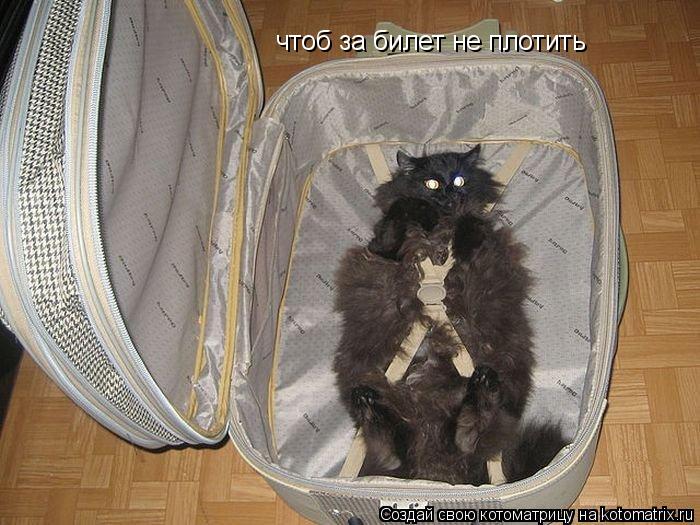 чтоб за билет не плотить... Котоматрица: чтоб за билет не плотить