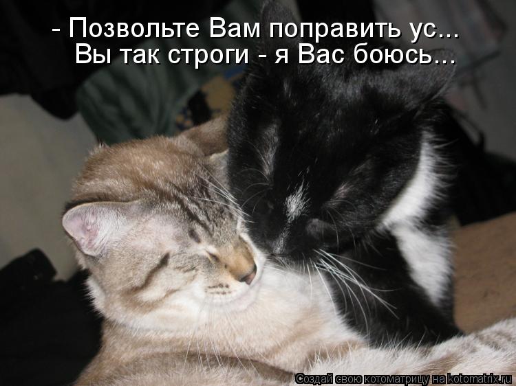 - Позвольте Вам поправить ус... Вы так строги - я Вас боюсь...... Котоматрица: - Позвольте Вам поправить ус... Вы так строги - я Вас боюсь...