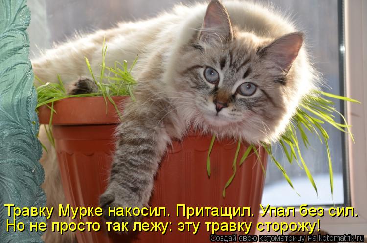 Травку Мурке накосил. Притащил. Упал без сил. Но не просто так лежу: эту травку сторожу!... Котоматрица: Травку Мурке накосил. Притащил. Упал без сил. Но не просто так лежу: эту травку сторожу!