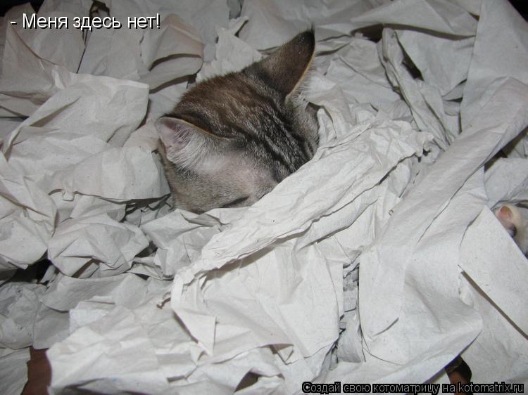 - Меня здесь нет!... Котоматрица: - Меня здесь нет!