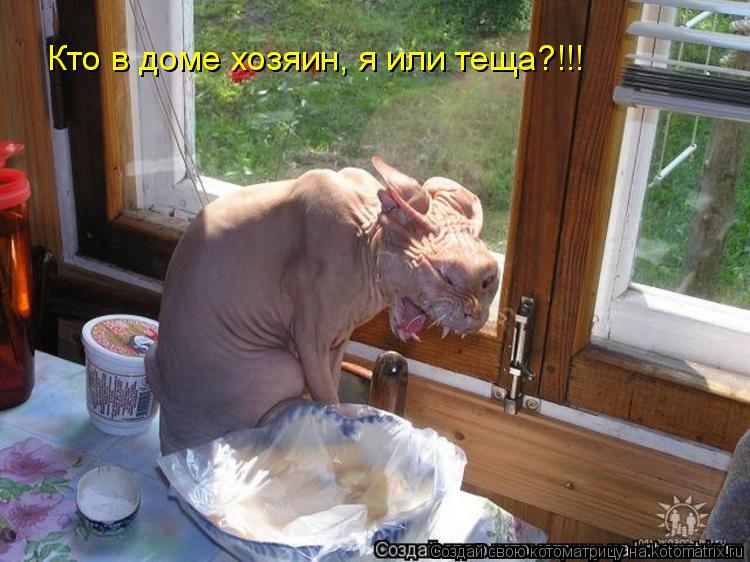 Кто в доме хозяин, я или теща?!!!... Котоматрица: Кто в доме хозяин, я или теща?!!!