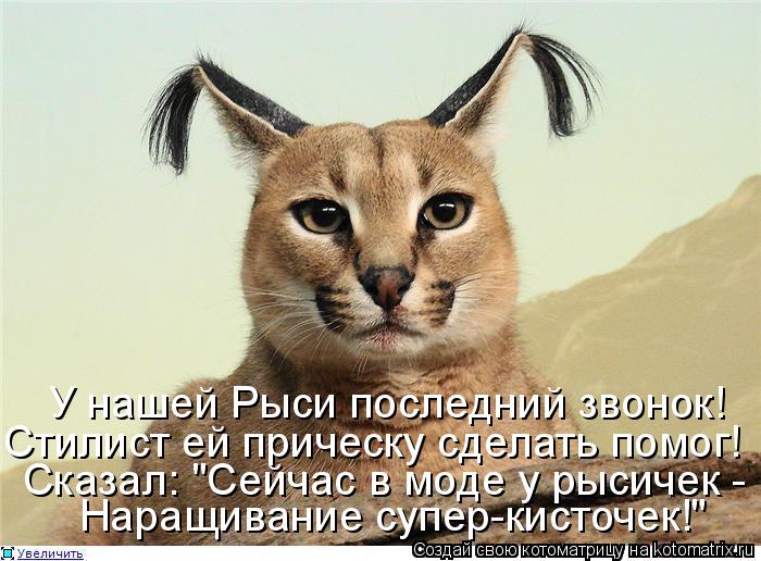 У нашей Рыси последний звонок! Стилист ей прическу сделать помог! Сказал: "Сейчас в моде у рысичек - ... Котоматрица: У нашей Рыси последний звонок! Стилист ей прическу сделать помог! Сказал: "Сейчас в моде у рысичек - Наращивание супер-кисточек!"