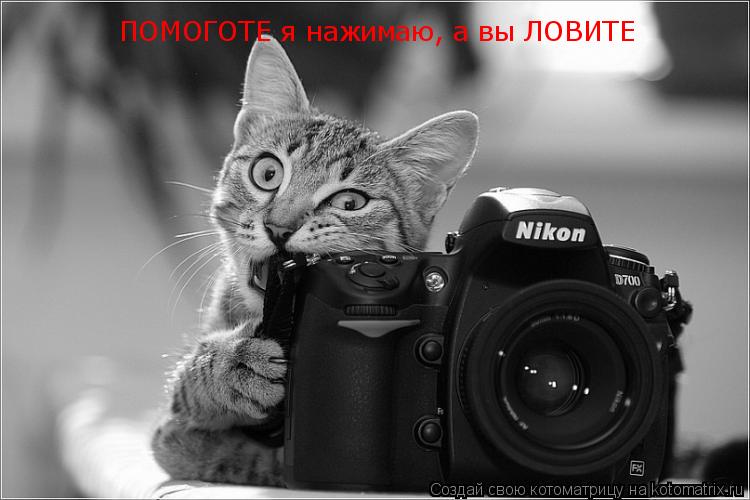 ПОМОГОТЕ я нажимаю, а вы ЛОВИТЕ... Котоматрица: ПОМОГОТЕ я нажимаю, а вы ЛОВИТЕ