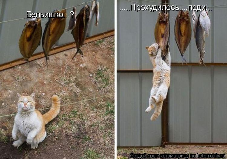 Бельишко...? .....Прохудилось ...поди...... Котоматрица: Бельишко...? .....Прохудилось ...поди...