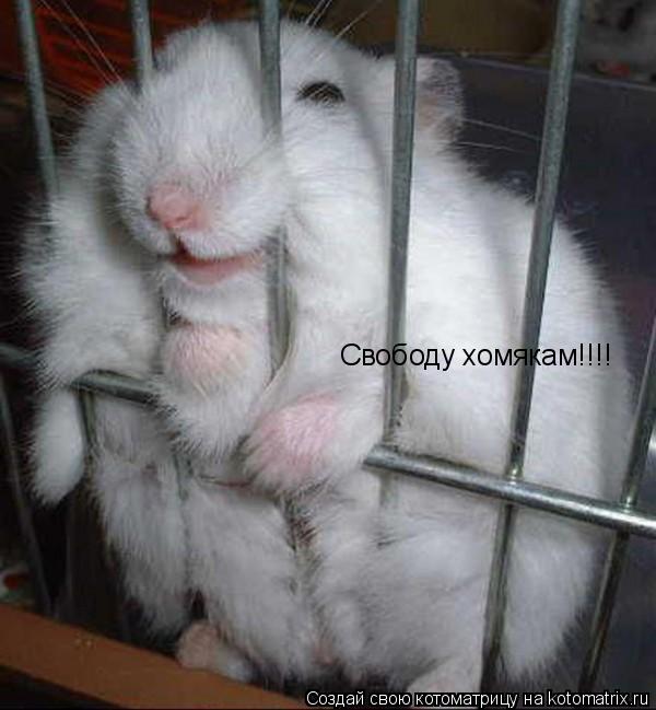 Свободу хомякам!!!!... Котоматрица: Свободу хомякам!!!!