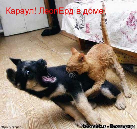 Караул! ЛеопЕрд в доме!... Котоматрица: Караул! ЛеопЕрд в доме!