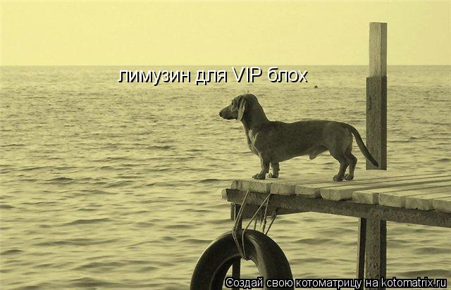 лимузин для VIP блох... Котоматрица: лимузин для VIP блох