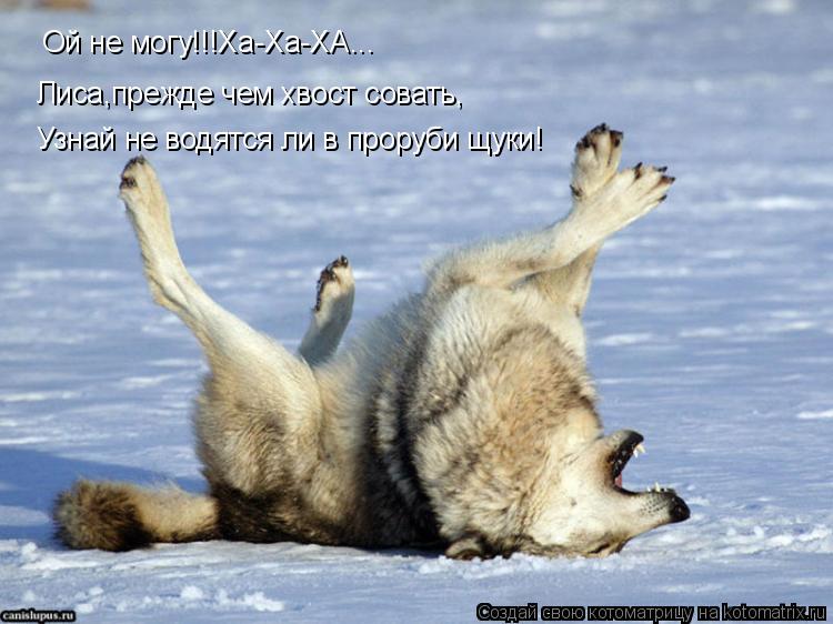Ой не могу!!!Ха-Ха-ХА... Лиса,прежде чем хвост совать, Узнай не водятся ли в проруби щуки!... Котоматрица: Ой не могу!!!Ха-Ха-ХА... Лиса,прежде чем хвост совать, Узнай не водятся ли в проруби щуки!