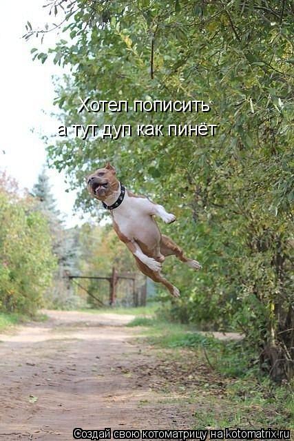 Хотел пописить а тут дуп как пинёт... Котоматрица: Хотел пописить а тут дуп как пинёт