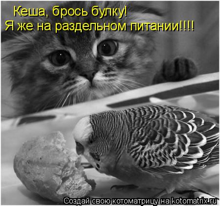 Кеша, брось булку! Я же на раздельном питании!!!!... Котоматрица: Кеша, брось булку! Я же на раздельном питании!!!!