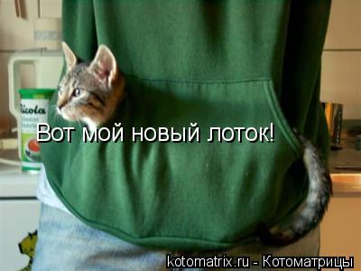 Вот мой новый лоток!... Котоматрица: Вот мой новый лоток!
