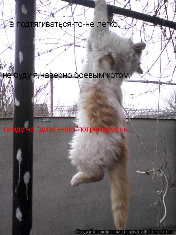 а подтягиваться-то-не легко... не буду я,наверно боевым котом. пойду на "диванного"потренируюсь...... Котоматрица: а подтягиваться-то-не легко... не буду я,наверно боевым котом. пойду на "диванного"потренируюсь...