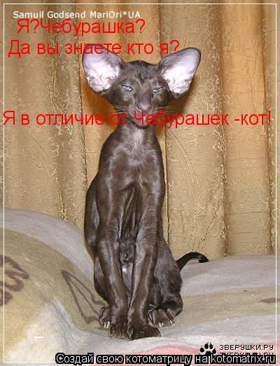 Я?Чебурашка? Да вы знаете кто я? Я в отличие от Чебурашек -кот!... Котоматрица: Я?Чебурашка? Да вы знаете кто я? Я в отличие от Чебурашек -кот!