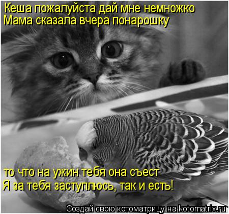 Кеша пожалуйста дай мне немножко Мама сказала вчера понарошку то что на ужин тебя она съест Я за теб... Котоматрица: Кеша пожалуйста дай мне немножко Мама сказала вчера понарошку то что на ужин тебя она съест Я за тебя заступлюсь, так и есть!