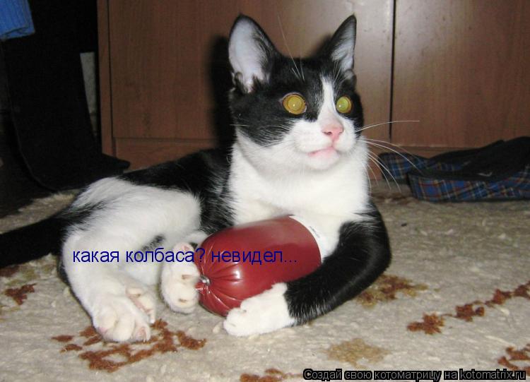 какая колбаса? невидел...... Котоматрица: какая колбаса? невидел...