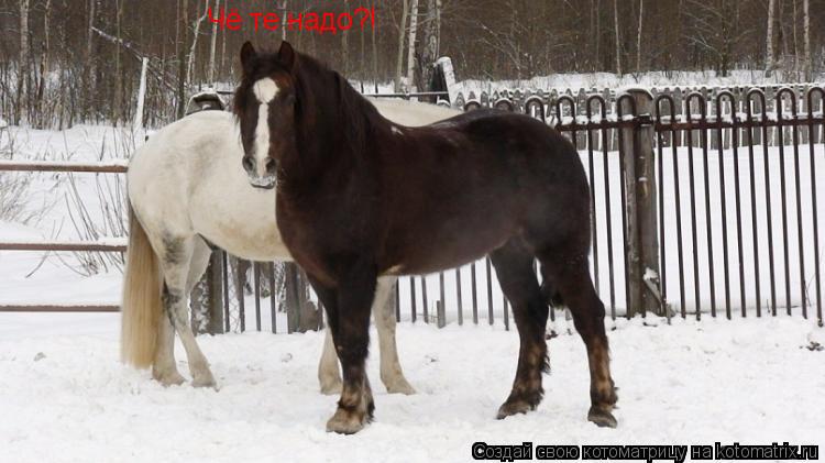 Чё те надо?!... Котоматрица: Чё те надо?!
