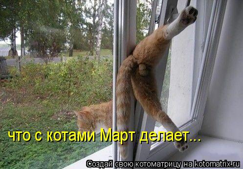что с котами Март делает...... Котоматрица: что с котами Март делает...