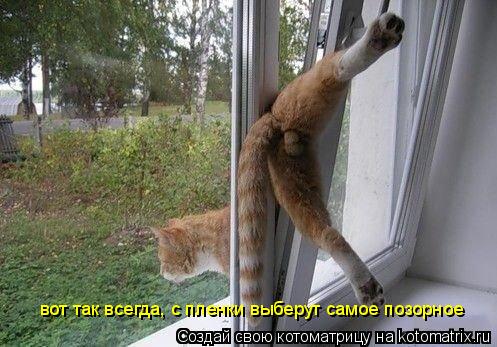 вот так всегда, с пленки выберут самое позорное... Котоматрица: вот так всегда, с пленки выберут самое позорное
