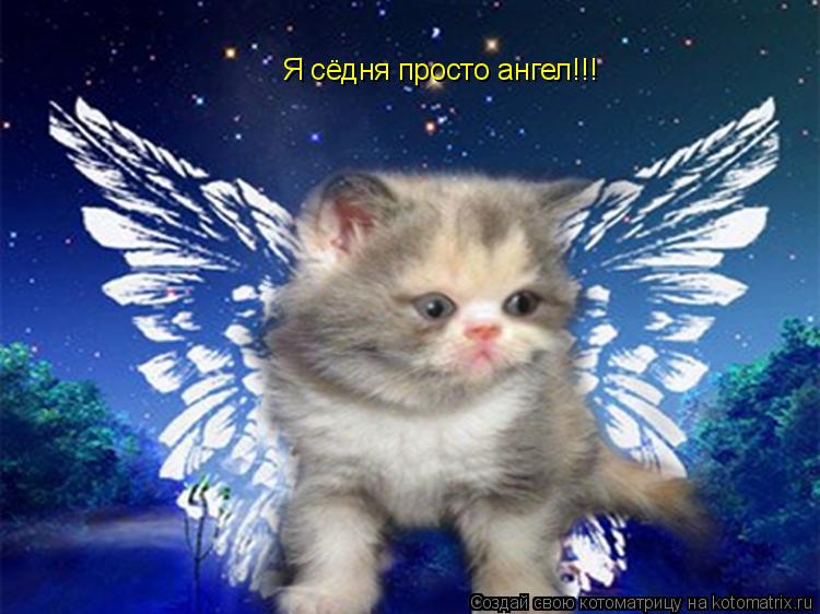 Я сёдня просто ангел!!!... Котоматрица: Я сёдня просто ангел!!!