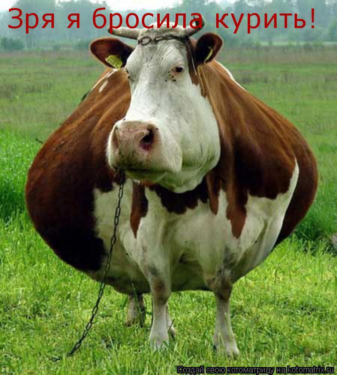 Зря я бросила курить!... Котоматрица: Зря я бросила курить!