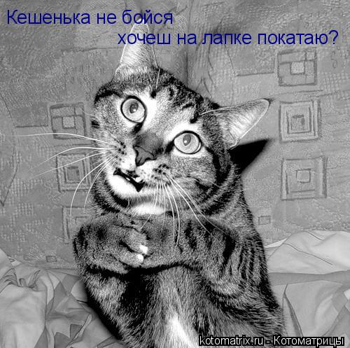 Кешенька не бойся хочеш на лапке покатаю?... Котоматрица: Кешенька не бойся хочеш на лапке покатаю?