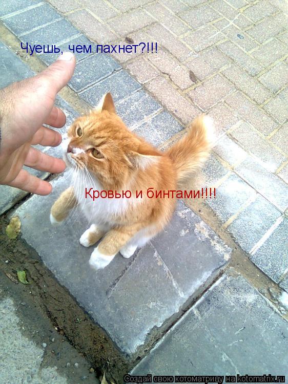 Чуешь, чем пахнет?!!! Кровью и бинтами!!!!... Котоматрица: Чуешь, чем пахнет?!!! Кровью и бинтами!!!!
