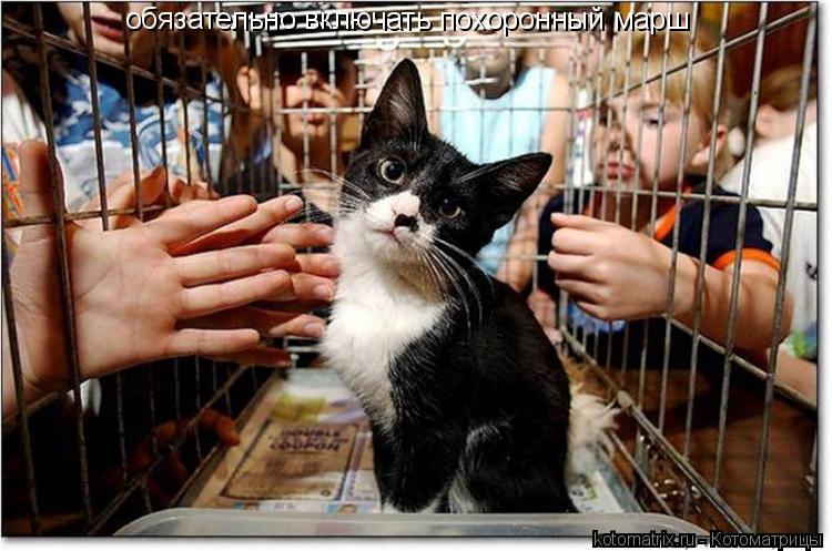 Котоматрица: обязательно включать похоронный марш
