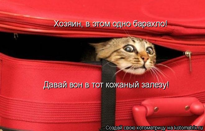 Котоматрица: Хозяин, в этом одно барахло!  Давай вон в тот кожаный залезу!