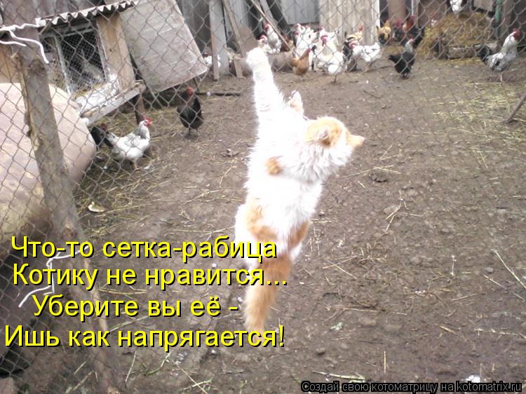 Котоматрица: Что-то сетка-рабица Котику не нравится... Уберите вы её -  Ишь как напрягается!