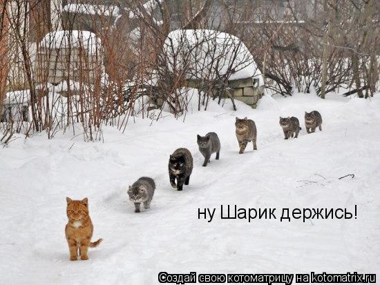Котоматрица: ну Шарик держись!